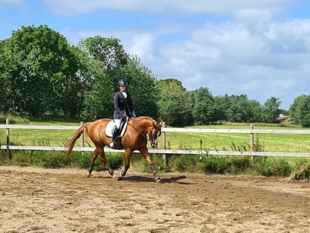 Framridning inför dressyrstarten på Olsegårdens Ridklubb den 18 juli 2021